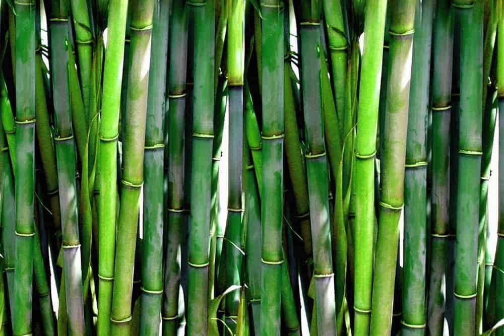 bamboo trees